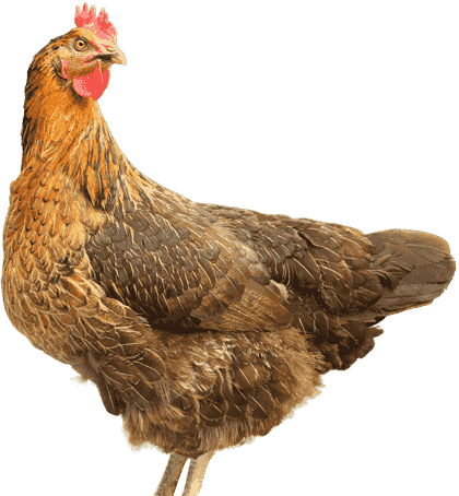 A brown feathered chicken