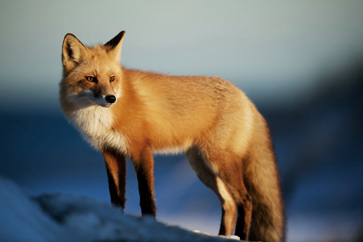 A red fox looking down from a snow covered mountainscape